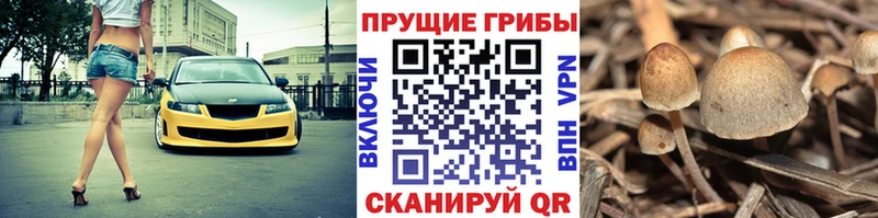 Купить  Карачаевск  Псилоцибиновые грибы GOLDEN TEACHER 